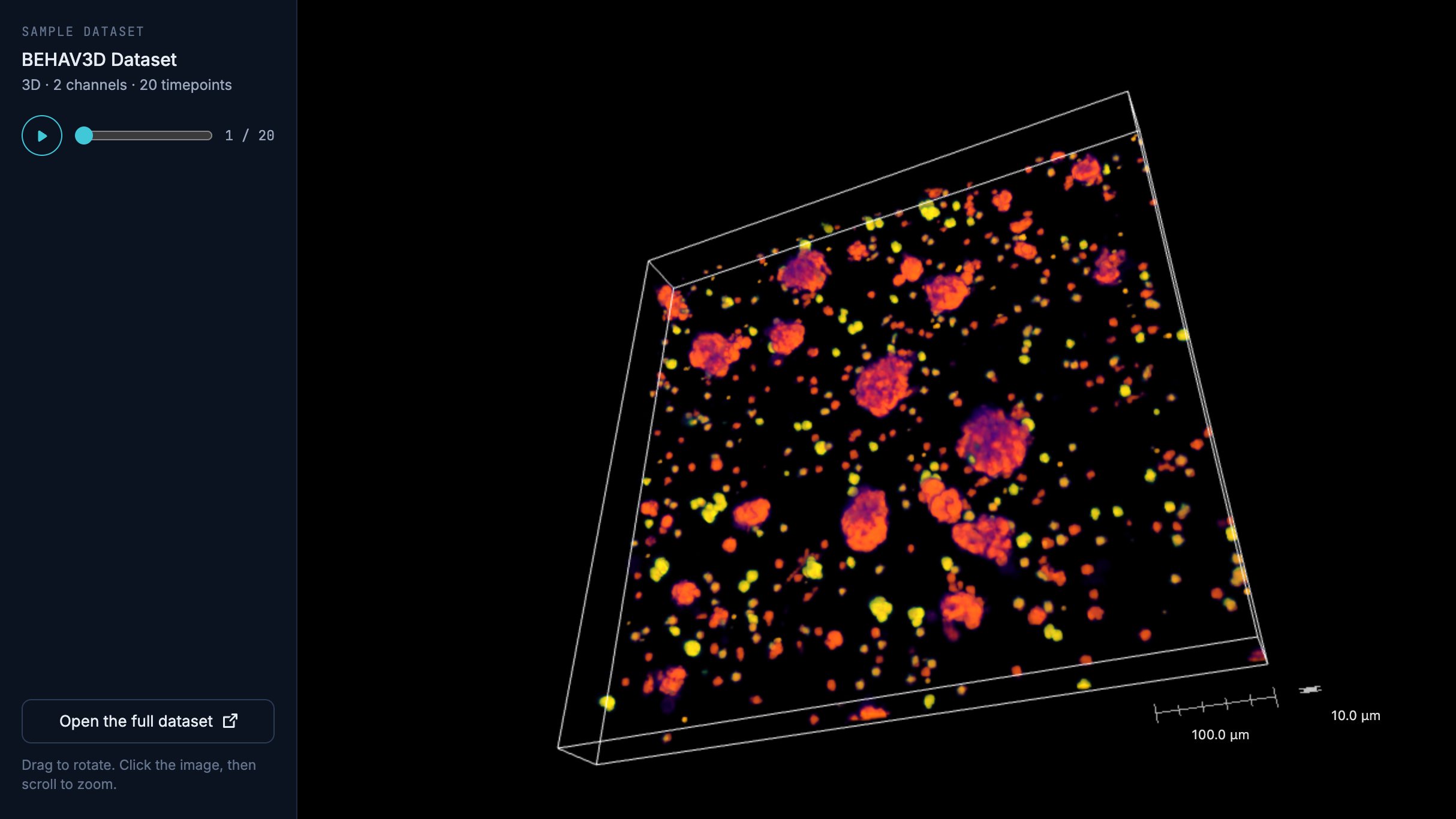 The CellWorkflow viewer showing T cells around organoids in 3D, from a BEHAV3D time-lapse